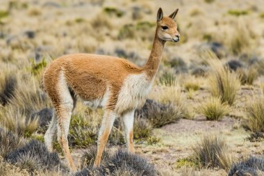 Vicuna in the peruvian Andes clipart