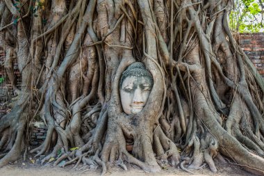 Buda kafa banyan ağacı Wat Mahathat Ayutthaya bangkok Tayland