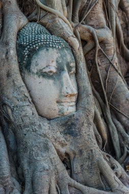 Buda kafa banyan ağacı Wat Mahathat Ayutthaya bangkok Tayland