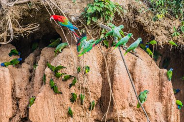 Macaws ve papağan