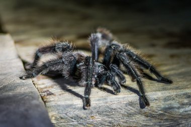 Black tarantula clipart