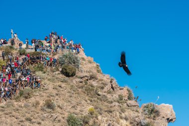 tourists watching condors in the Colca Canyon Arequipa Peru clipart