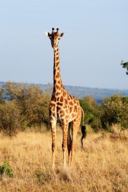 Maasai or Kilimanjaro Giraffe grazing Kenya clipart