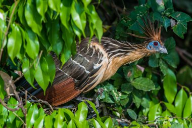Shansho dalları Perulu Amazon ormanları Madre de Dios Pe arasında