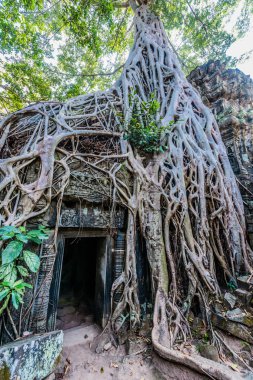 Ta prohm angkor wat cambodia
