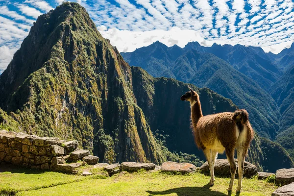 Llama Machu Picchu ruins — Stock Photo, Image