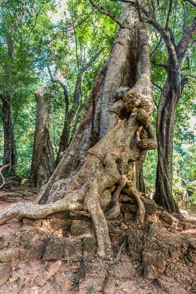 Angkor thom Kambodja — Stockfoto