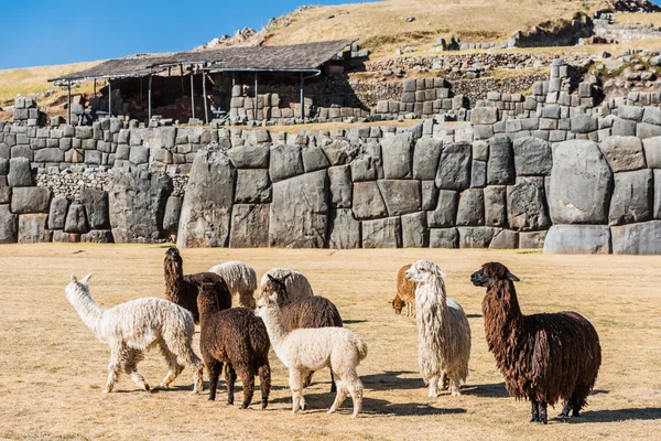 Alpacas Sacsayhuaman ruínas — Fotografia de Stock