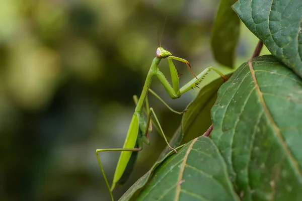 Praying Mantis — Stockfoto