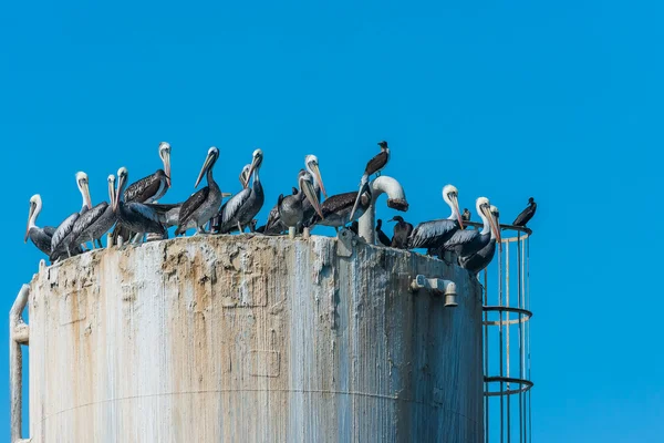 Flock pelikaner på oljerigg — Stockfoto