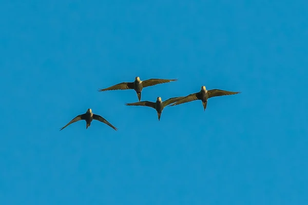 Flock of flying parrots — Stock Photo, Image