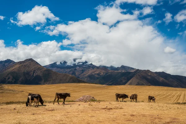 Kühe peruanische andes cuzco peru — Stockfoto