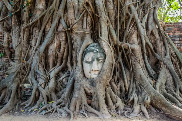 Buddha Kopf Banyan Baum wat mahathat Ayutthaya Bangkok Thailand — Stockfoto