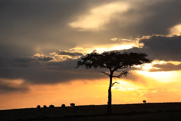 Wildebeest sunset Masai Mara reserve in Kenya Africa — Stock Photo, Image