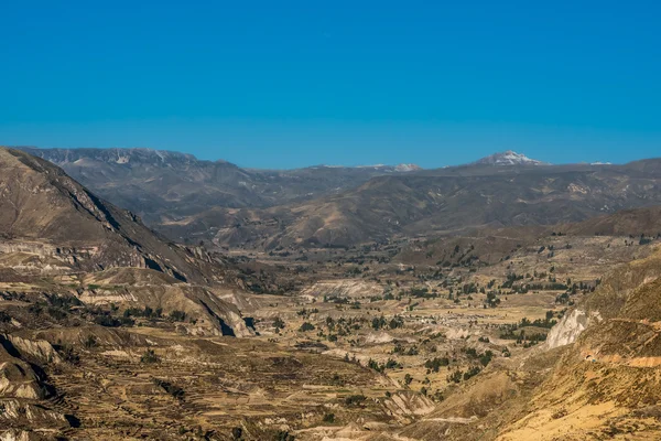 Cactus in the peruvian Andes — Stock Photo, Image