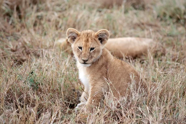 Cucciolo di leone Masai Mara Kenya Africa — Foto Stock