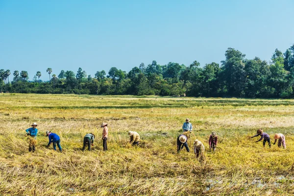 Peasants harvesting rice Angkor Cambodia — Stock Photo, Image
