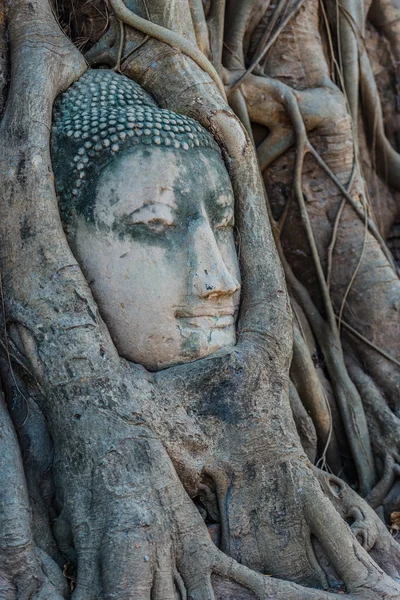 Buda cabeça banyan árvore Wat Mahathat Ayutthaya bangkok Tailândia — Fotografia de Stock