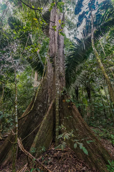 Velký strom v peruánské amazonské džungle — Stock fotografie