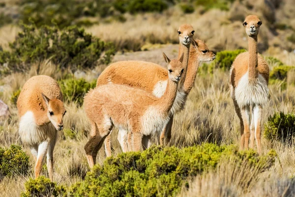 Vicunas in the peruvian Andes Arequipa Peru — Stock Photo, Image