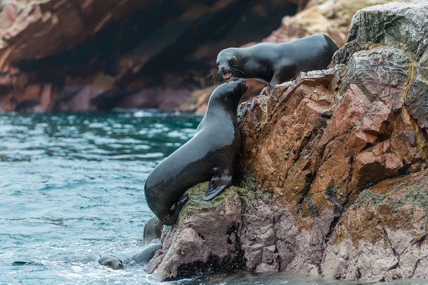 Leões marinhos lutando por uma rocha — Fotografia de Stock