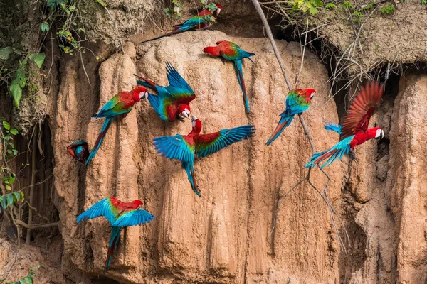 Macaws kil yalamak