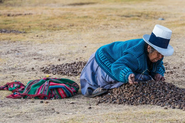 Donna che raccoglie moraya Chincheros — Foto Stock