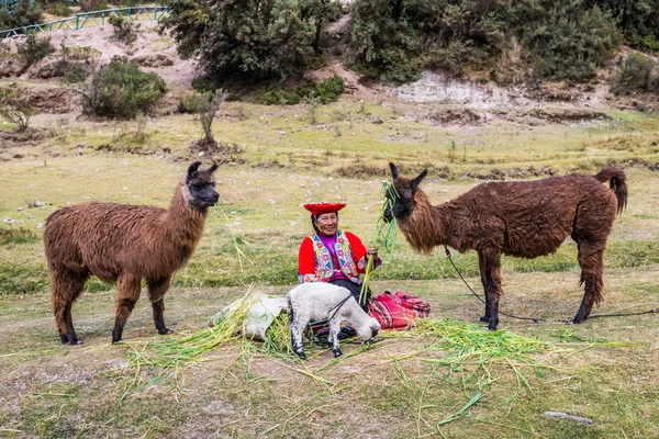 Mujer alimentando alpacas — Foto de Stock