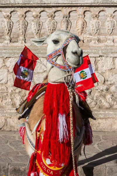 Lamadjur med peruanska flaggor Arequipa Peru — Stockfoto