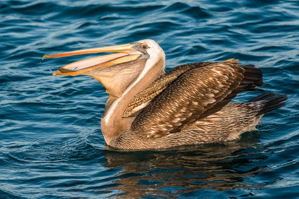 Pelikan połykania ryb — Zdjęcie stockowe