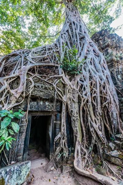 Ta prohm angkor wat Camboja — Fotografia de Stock