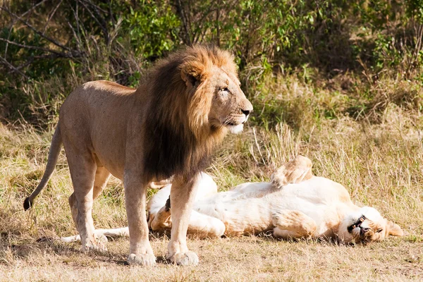 Leone maschio e femmina — Foto Stock