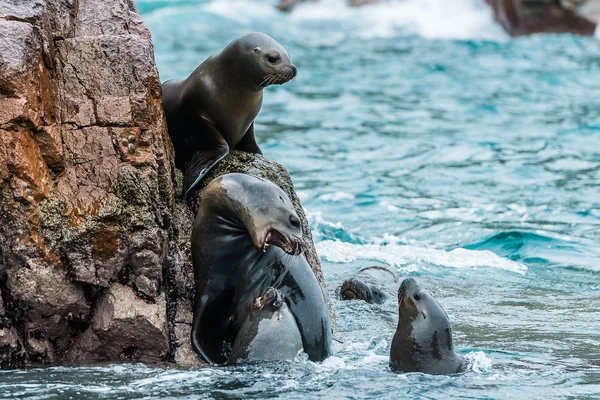 Sea lions fighting for a rock Stock Photo
