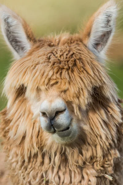 Alpaca portrait peruvian Andes Stock Image