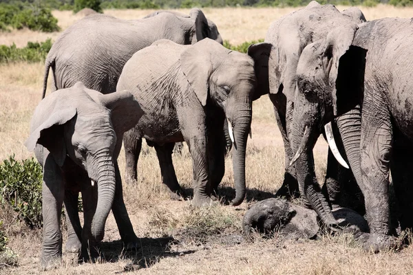Elefantenhaufen — Stockfoto