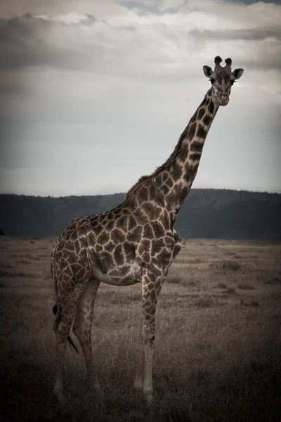 Cria de girafa africana — Fotografia de Stock