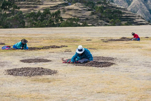 Women collecting moraya  Chincheros town peruvian Andes  Cuzco P — Stock Photo, Image