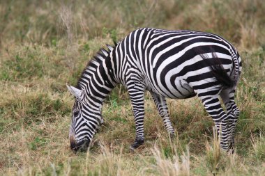 Grevys Zebra clipart