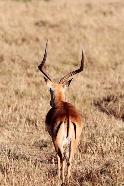 Impala — Photo