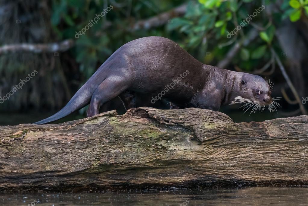 Giant Otter Standing On Log In The Peruvian Amazon Jungle At Mad Stock Photo Image By C Stylepics