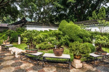 Bonsai Bahçe Kowloon duvarlı şehir Park Hong Kong