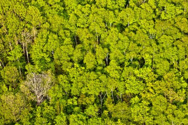 Orman sacaomie Gölü quebec Kanada