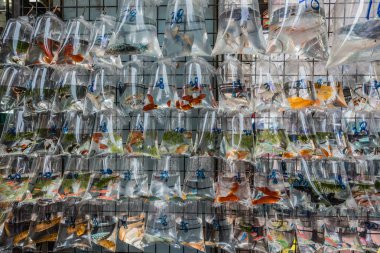 Japon balığı Mong Kok Kowloon Hong Kong Pazar