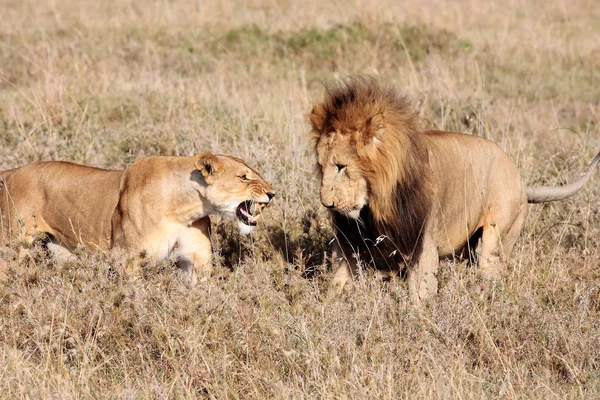 Leone maschio e femmina — Foto Stock