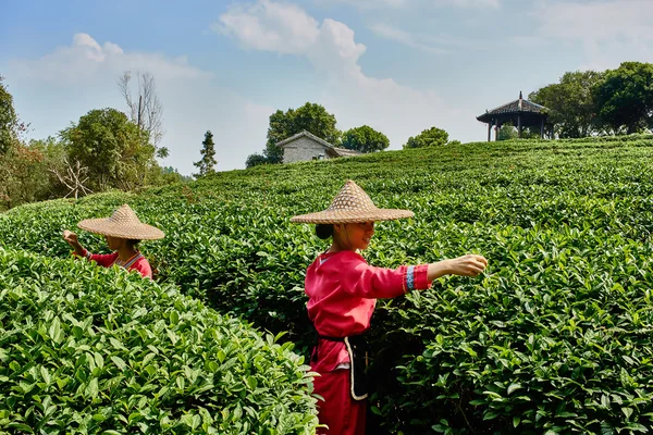 Tea harvest Guilin Yangshuo Guangxi  China — Stock Photo, Image