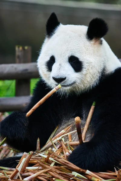 Гигантский панда медведь Сычуань Китай — стоковое фото