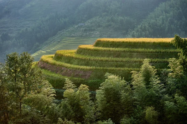 Arroz terraços campos Wengjia longji Longsheng Hunan China — Fotografia de Stock