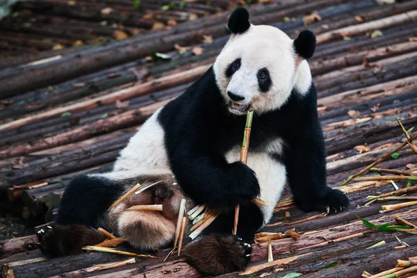 Giant panda bear Sichuan, Chiny — Zdjęcie stockowe