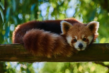 Red Panda Sichuan Çin ayı