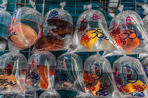 Mercado de peixes dourados Mong Kok Kowloon Hong Kong — Fotografia de Stock